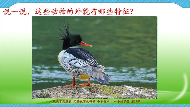 人美版美术一年级下册第十二课《可爱的动物》课件第5页