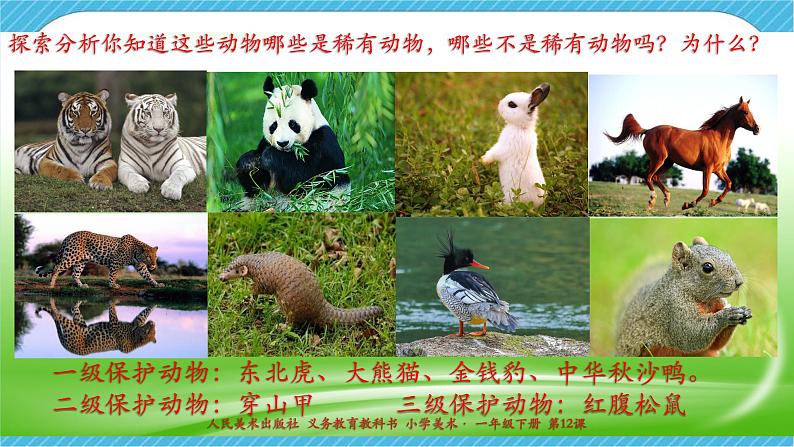 人美版美术一年级下册第十二课《可爱的动物》课件第6页