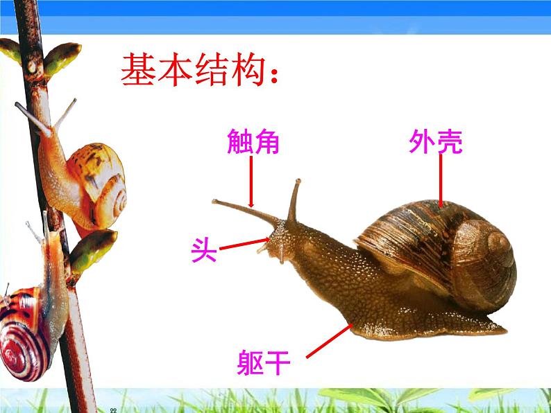 湖南美术出版社小学美术二年级下册11《小蜗牛慢慢爬》教学课件 - 复件第3页