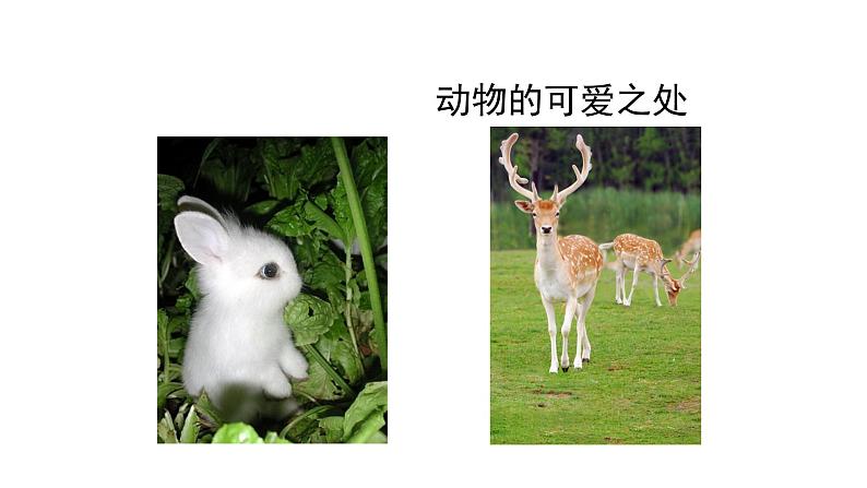人美版一年级下册美术课件(可爱的动物)第7页