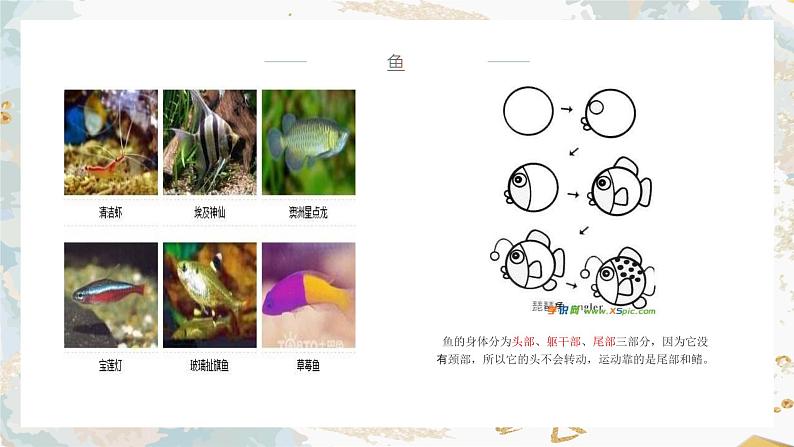 海洋世界课件第5页