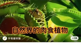 人美版第二课-吃虫草课件PPT