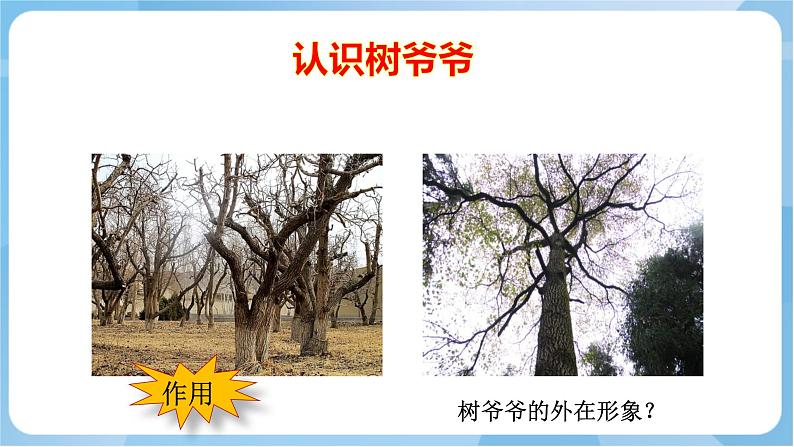 岭南版 小学美术二年级上册8.《给树爷爷画像》 (课件+教案+素材)03