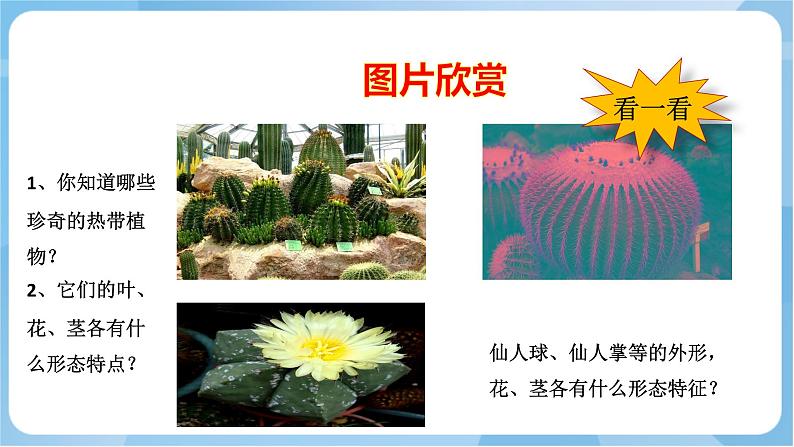 岭南版美术三年级上册14.《奇特的热带植物》(课件+教案+素材)03