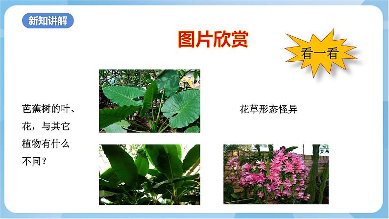 岭南版美术三年级上册14.《奇特的热带植物》(课件+教案+素材)04
