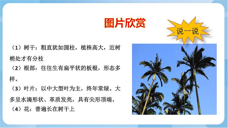 岭南版美术三年级上册14.《奇特的热带植物》(课件+教案+素材)06