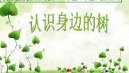 人美版二年级下册3.认识身边的树精品ppt课件