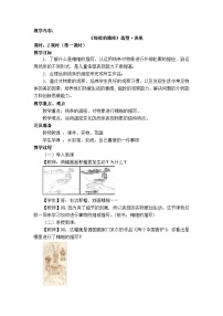 小学美术人美版（北京）五年级上册3. 精致的描绘精品教学设计