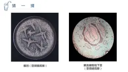 湖南美术出版社小学美术三年级上册 6. 新发现(1)课件PPT