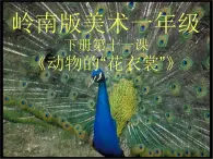 嶺南版小學(xué)美術(shù)一年級下冊第十一課《動物的“花衣裳”》課件+教案