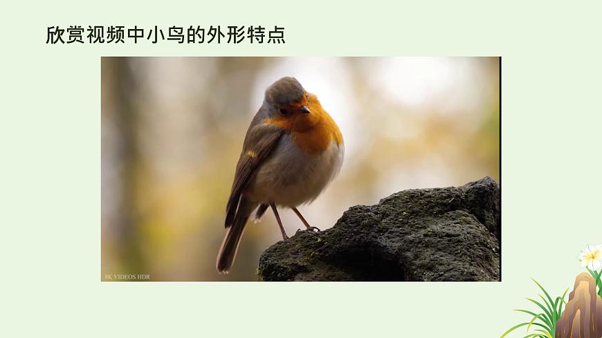 【核心素養(yǎng)目標(biāo)】湘美版小學(xué)美術(shù)一年級下冊第3課《可愛的小鳥》授課PPT課件第6頁