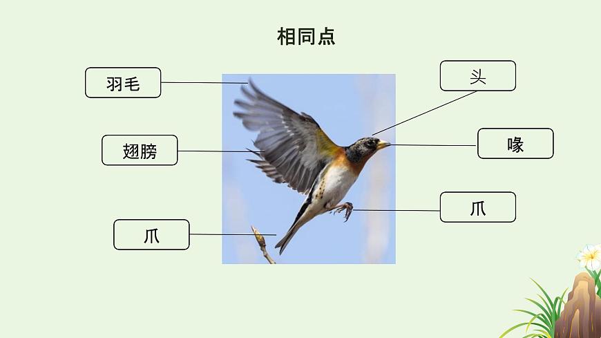 【核心素養(yǎng)目標(biāo)】湘美版小學(xué)美術(shù)一年級下冊第3課《可愛的小鳥》授課PPT課件第8頁