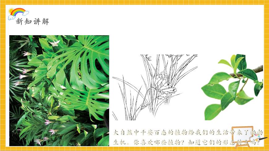 植物寫生第8頁
