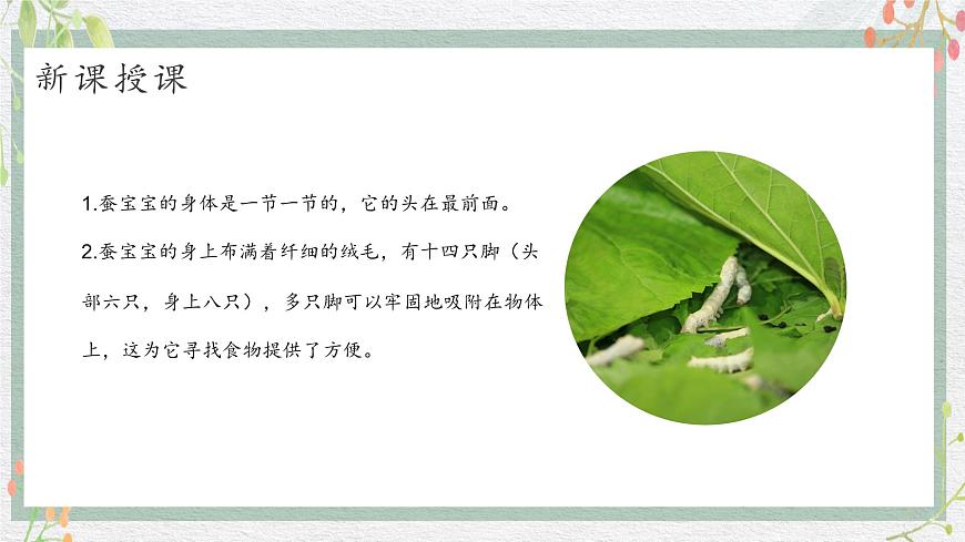 新教材湘美版小學(xué)一年級(jí)上冊(cè)美術(shù)第四單元第一課 桑葉和蠶寶寶課件第8頁(yè)