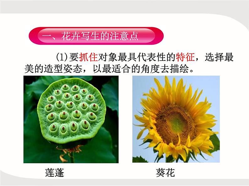 人教版美术五年级上册课外拓展:纹样的写生与变化——花卉PPT第2页
