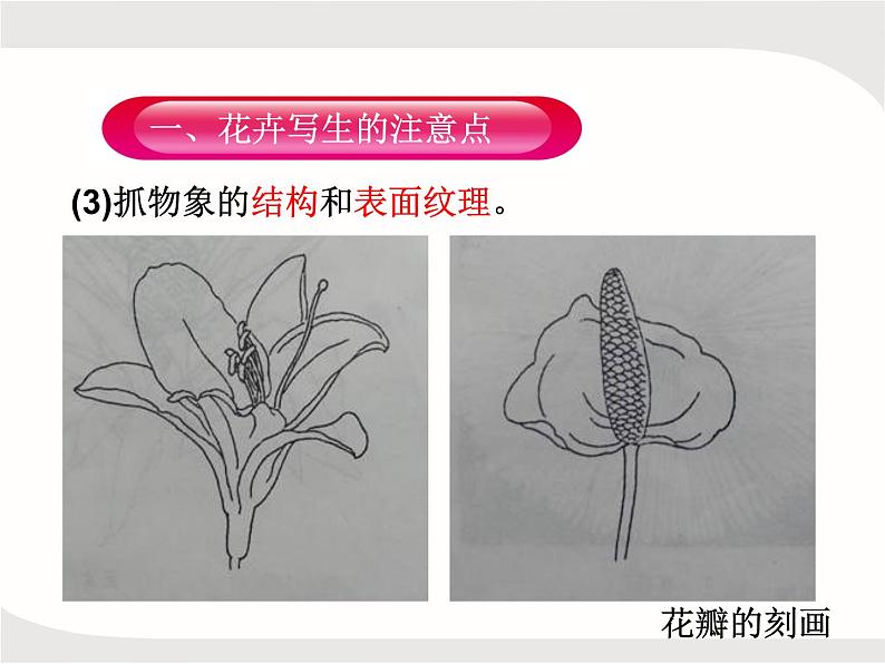 人教版美术五年级上册课外拓展:纹样的写生与变化——花卉PPT第4页