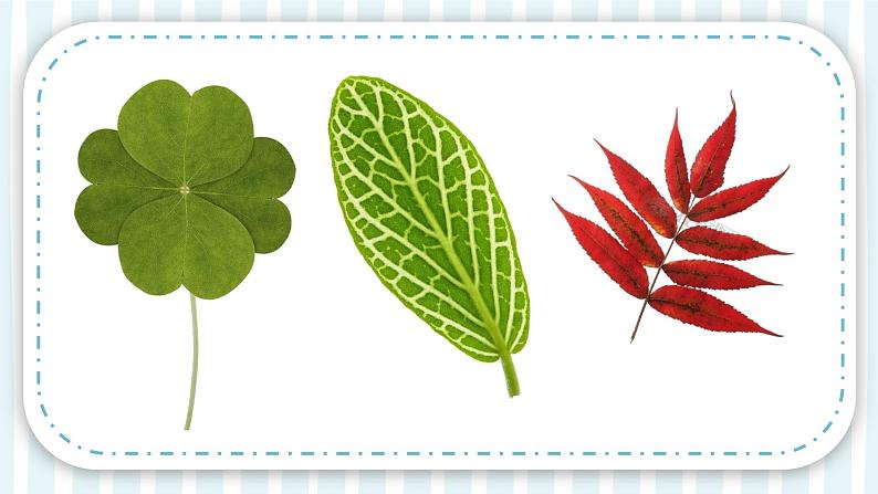 7【新课标】岭南版美术二年级上册《美丽的叶子》课件第3页