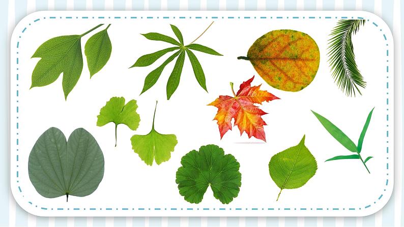 7【新课标】岭南版美术二年级上册《美丽的叶子》课件第7页