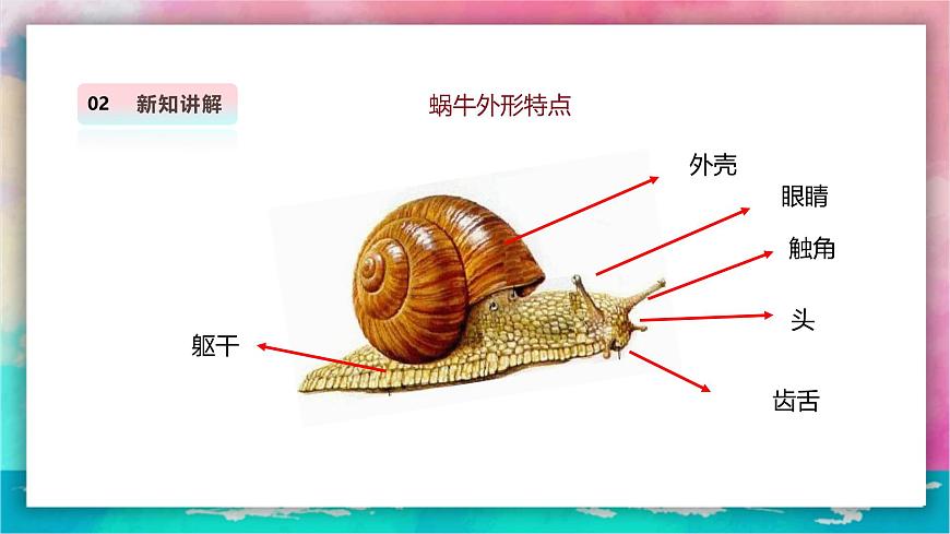 【人教版】美術(shù)  一年級(jí)上冊(cè) 第三單元     2 蝸牛的堅(jiān)持   課時(shí)課件第8頁(yè)