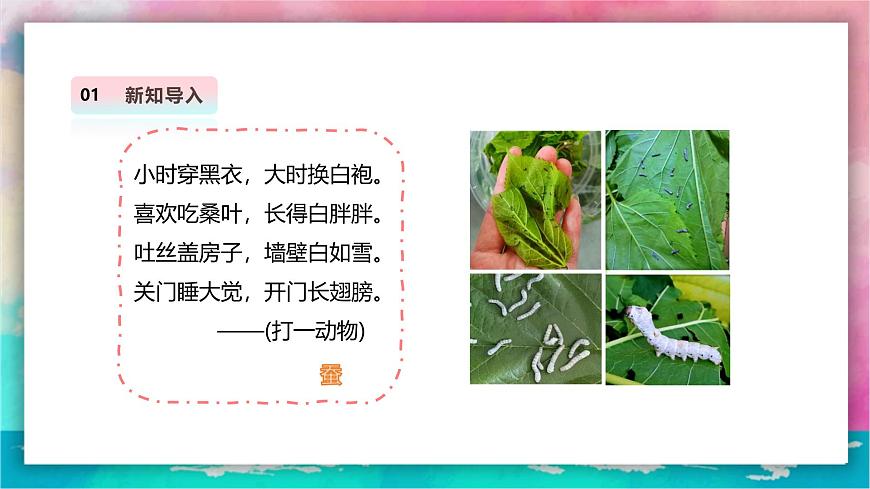 【人教版】美術(shù)  一年級(jí)上冊(cè) 第二單元     2 勤勞的蠶寶寶   課時(shí)課件第3頁(yè)