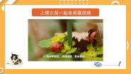 辽海版（2024）二年级下册第6课 七星瓢虫衣裳美示范课ppt课件