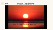 小学美术人教版（2024）三年级下册第19课 保护珍稀野生动物备课课件ppt