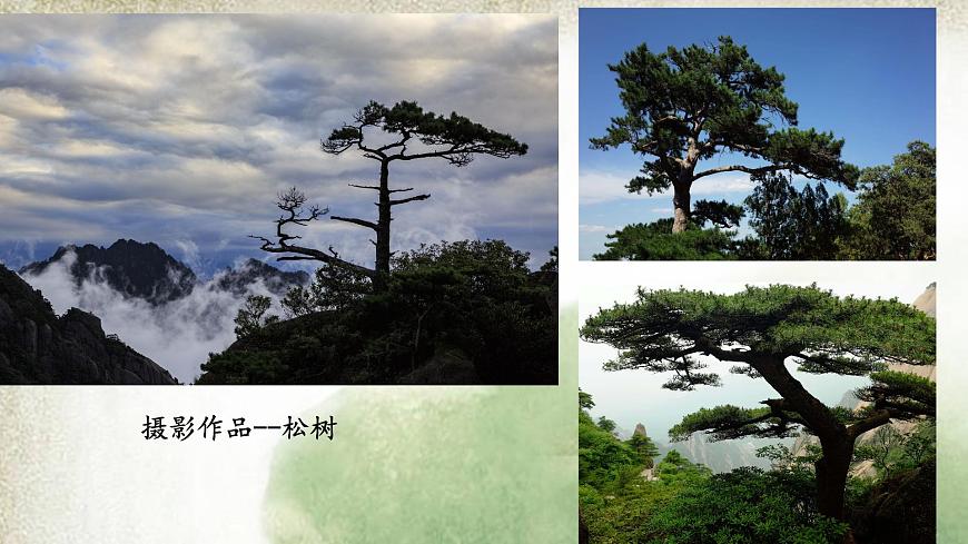 人教版小學美術 五年級下冊 第11課《學畫松樹》課件第7頁