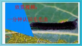 美术二年级下册6.节节虫教学课件ppt