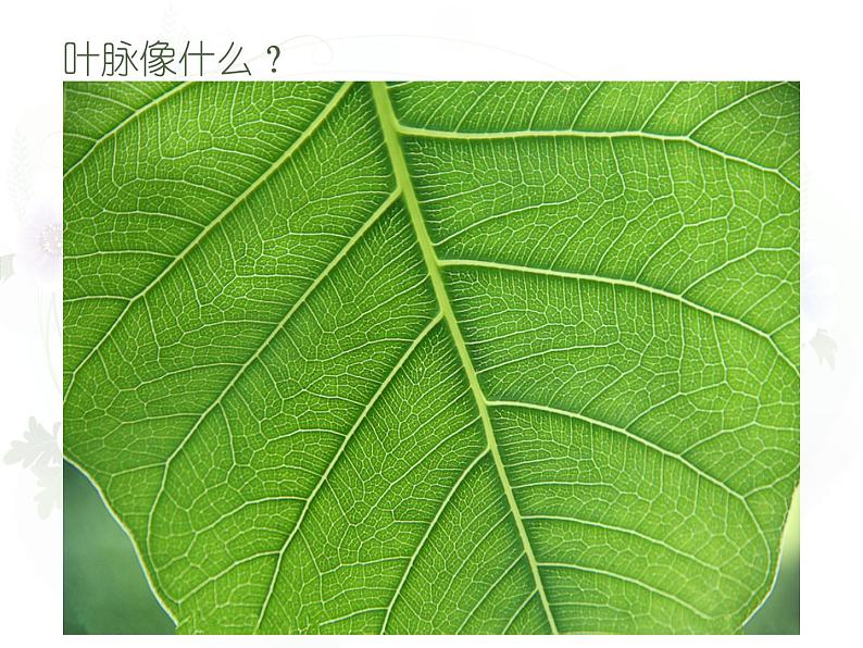 人教版(2024)小学美术 第8课《叶子上的小“血管”》课件第6页