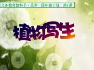 人美版小学美术 四年级下册第1课《植物写生》课件