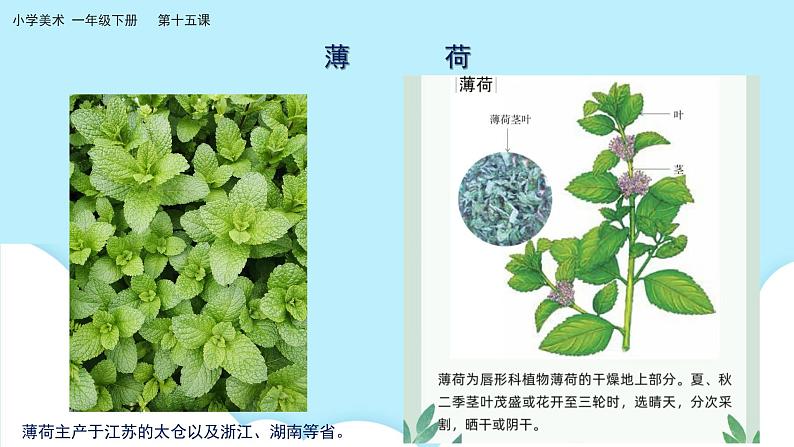 美术岭南版一年级下册 第十五课《草木生》课件第6页