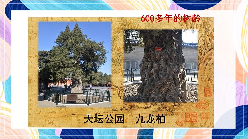 人美版（北京）美術(shù)三下 第9課《畫古樹》課件第2頁