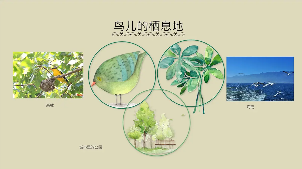 一3.可爱的小鸟第8页