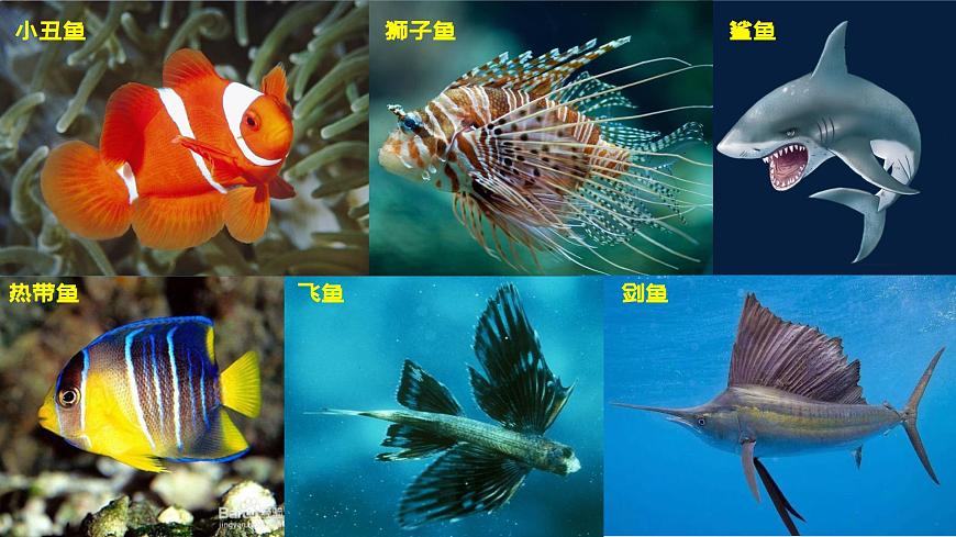 1.4 對稱的魚形第3頁