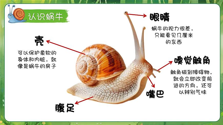 小蝸牛慢慢爬第4頁
