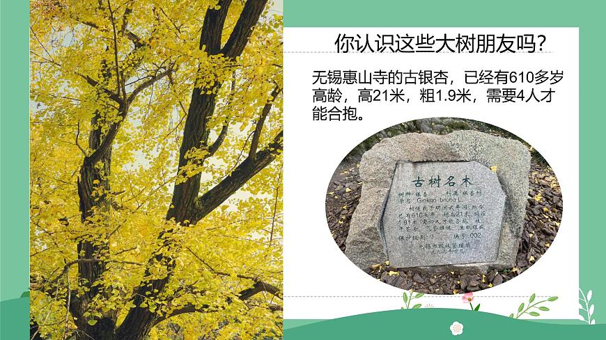 1.1大樹(shù)的模樣第2頁(yè)