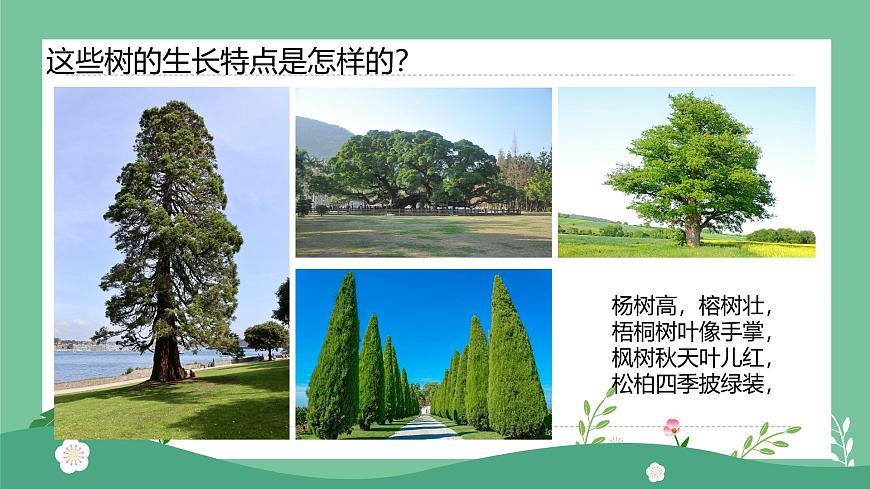 1.1大樹(shù)的模樣第4頁(yè)