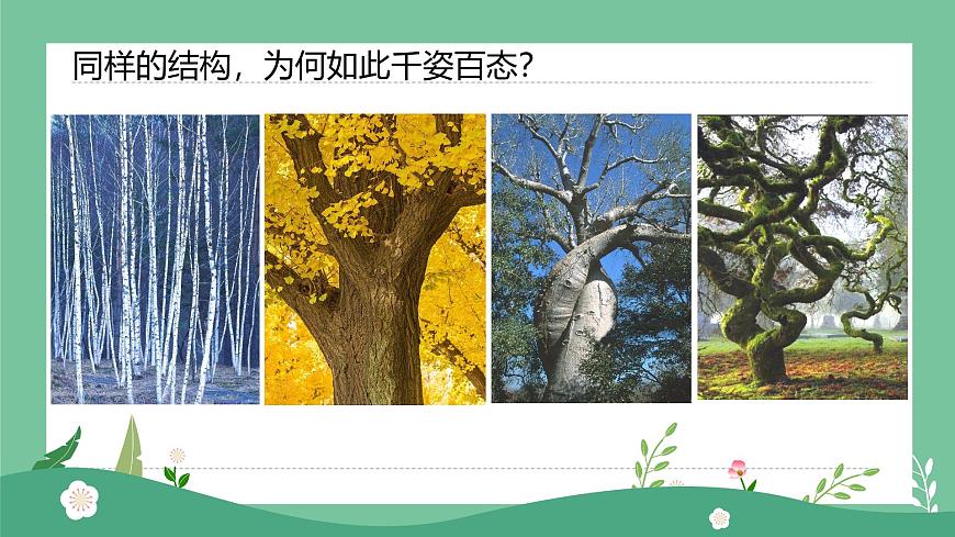1.1大樹(shù)的模樣第7頁(yè)