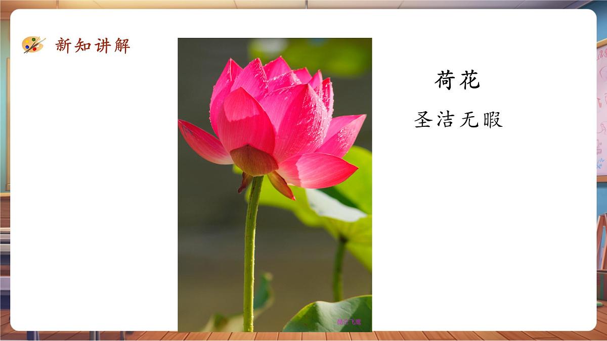 第11课《镜头里的花》课件 28页第6页