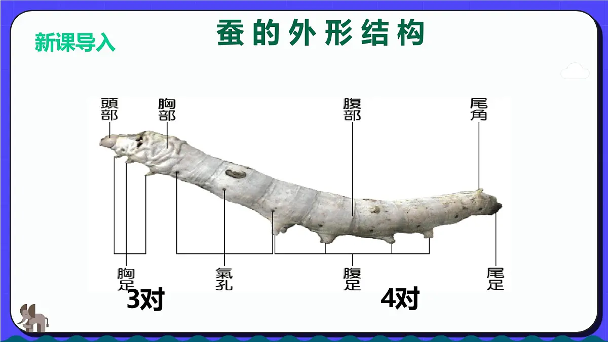 人教版(2024)一年级上册美术第七课 勤劳的茧宝宝 课件第5页