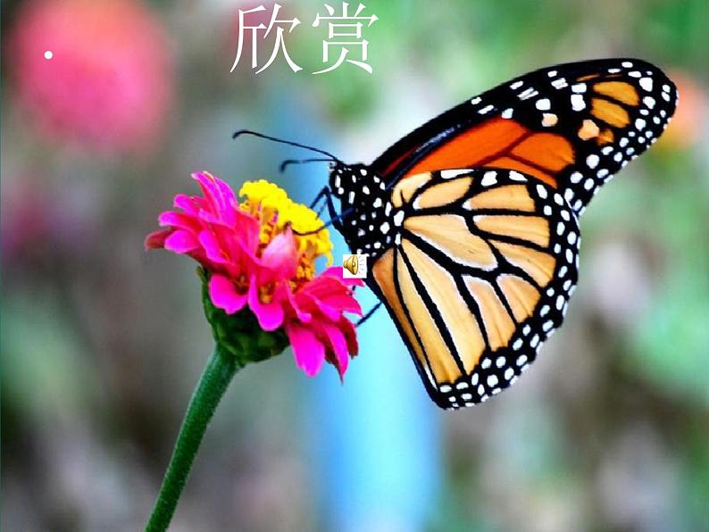 苏少版二年级美术下册15.虫虫虫(二) 课件PPT第1页