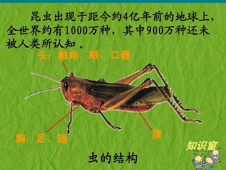 苏少版二年级美术下册15.虫虫虫(二) 课件PPT第3页
