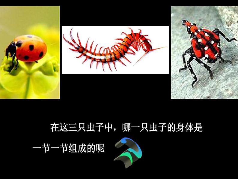 苏少版二年级美术下册15.虫虫虫(二) 课件PPT第6页