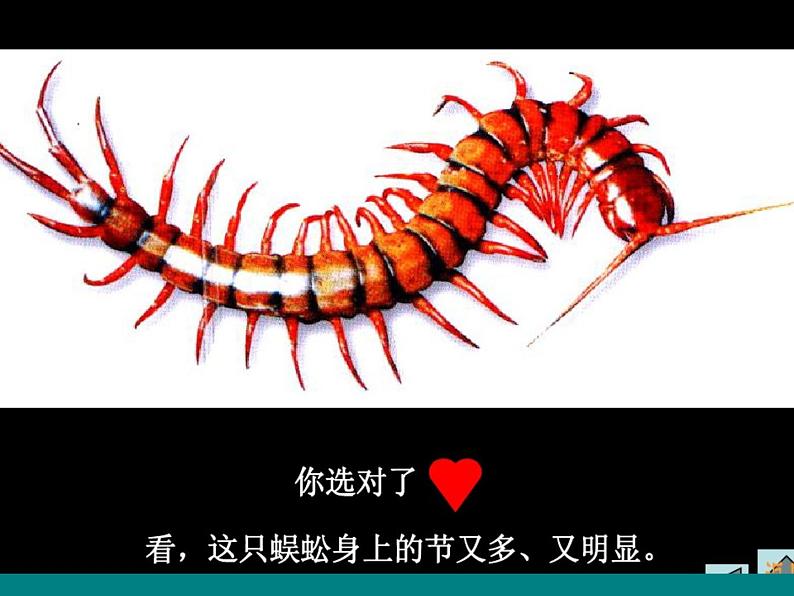 苏少版二年级美术下册15.虫虫虫(二) 课件PPT第7页