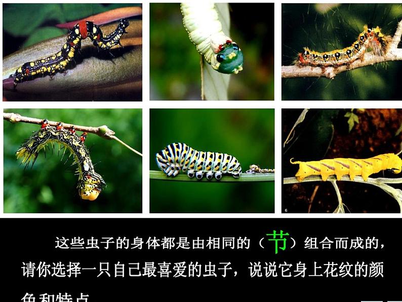 苏少版二年级美术下册15.虫虫虫(二) 课件PPT第8页