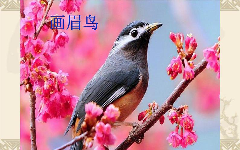 苏少版四年级美术下册《鸟和家禽》优质课教学课件第6页