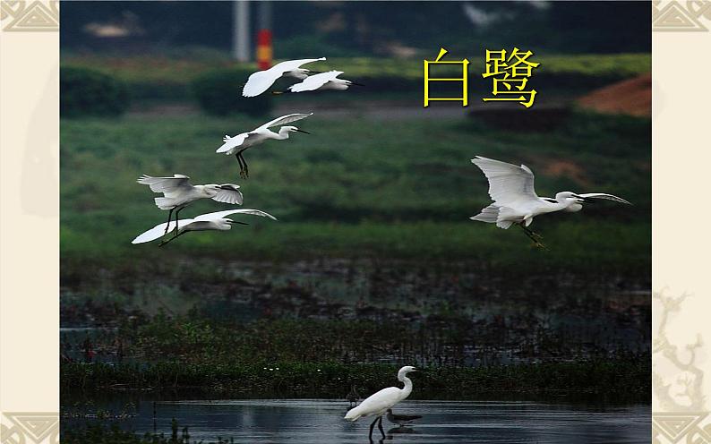 苏少版四年级美术下册《鸟和家禽》优质课教学课件第7页