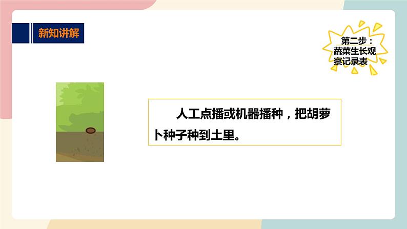 粤教版综合实践活动二上 第二单元《和蔬菜交朋友》第二课时 课件PPT+教案08