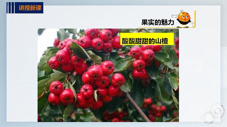 第二單元  秋天的童話  主題活動(dòng)二《認(rèn)識(shí)水果朋友》  課件第6頁(yè)