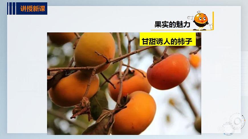 第二單元  秋天的童話  主題活動(dòng)二《認(rèn)識(shí)水果朋友》  課件第7頁(yè)